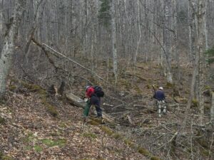 Mon Forest Towns Partnership