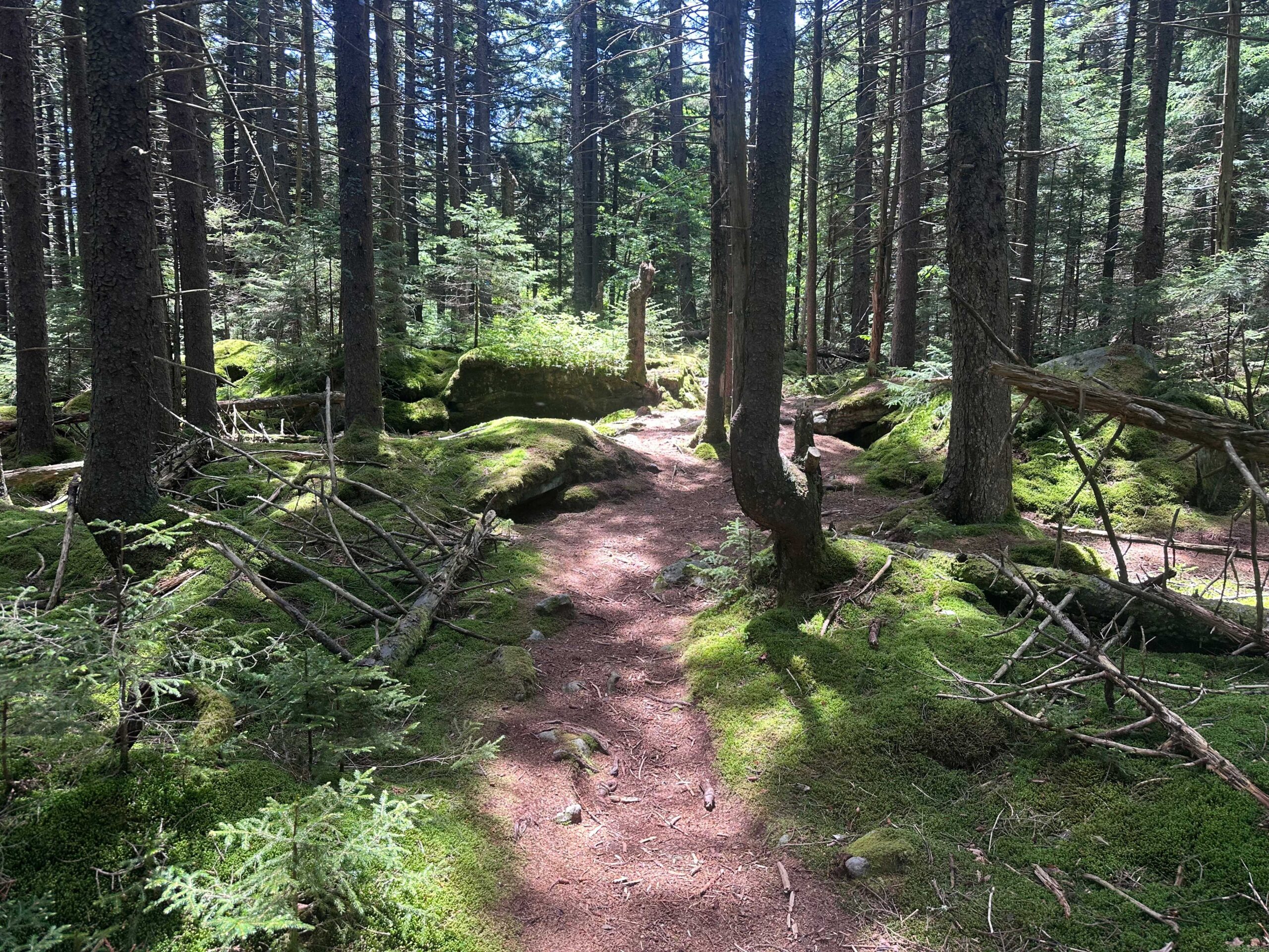 Twelve Trails Through Appalachia: June at Red Spruce Knob